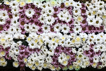 Fototapeta premium Flowers background