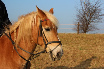 Fototapeta premium Ein braunes Pferd