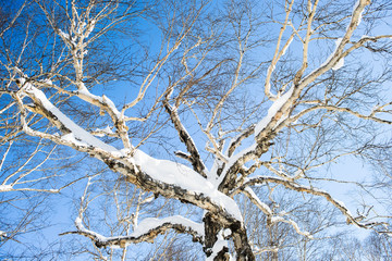 Winter landscape a snow-covered tree on a background of blue sky