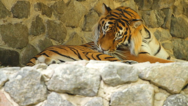 Siberian Tiger lying on the stones
