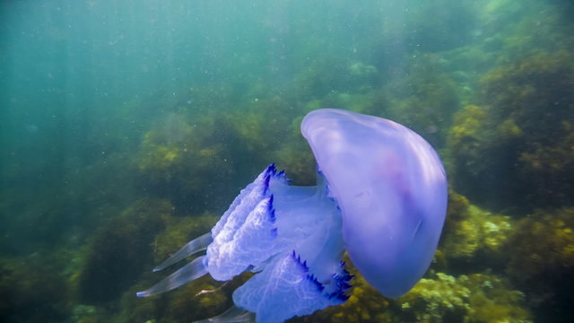 Great  Jellyfish