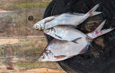 fresh fish in the nets on a wooden background