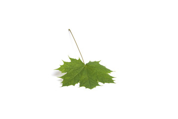 Maple leaf