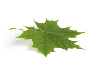 Fototapeta premium Maple leaf