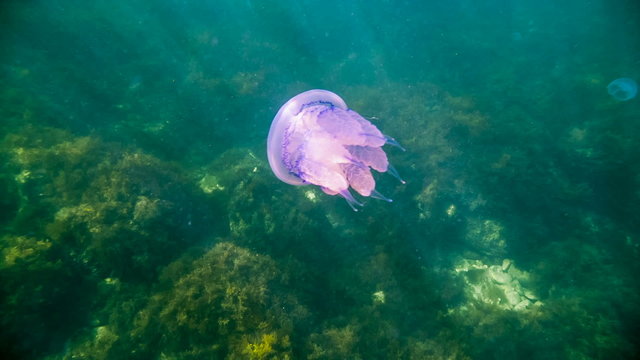 Great Purple Jellyfish In The Sea