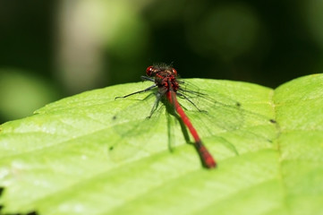 Libelle