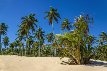 Fototapeta na wymiar Palm forest on one of the beautiful Caribbean beaches