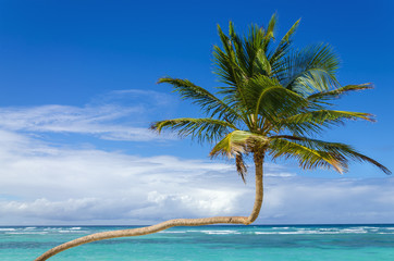 Exotic palm tree on a background of azure Caribbean Sea