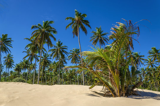 Palm forest on one of the beautiful Caribbean beaches