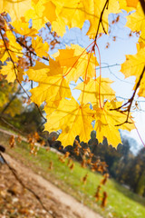 yellow leaves in autumn park