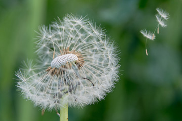Pusteblume
