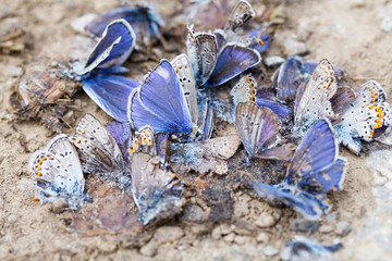 Destroyed butterfly family