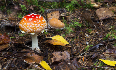 Amanita muscaria. mushroom in the forest