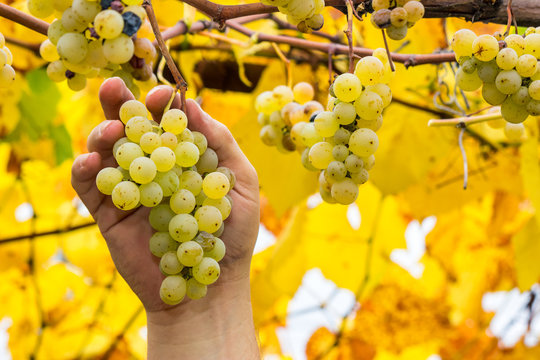 Farmer holding white grapes