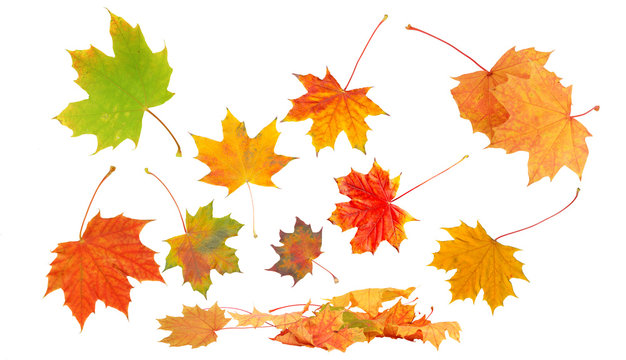 Herbstlaub auf wei&szlig;