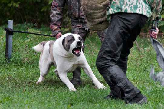 Central Asian Shepherd Dog Training