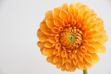 Dahlie