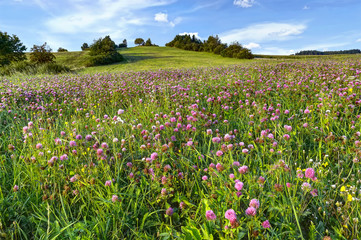 Meadow with clover