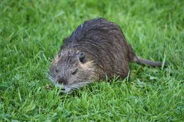 Nutria