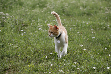 Lovely tabby kitten hunting on the lawn