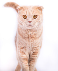 Scottish fold cat looking straight
