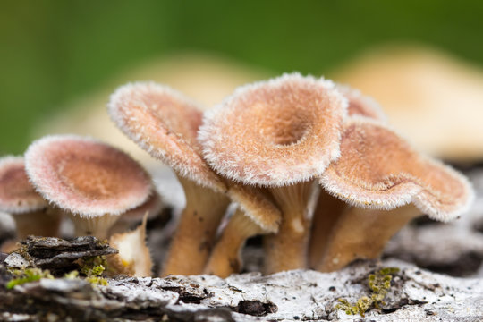 Young hairy mushroom cluster on log. Lentinus crintis?