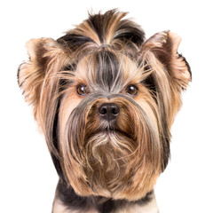 Portrait of young Yorkshire terrier. Isolated on white.