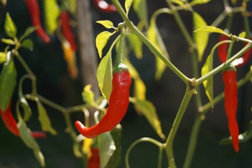 Piment de cayenne