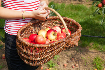 woman apple orchard