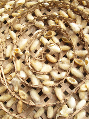 group of silk worm cocoons nests