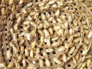 group of silk worm cocoons nests