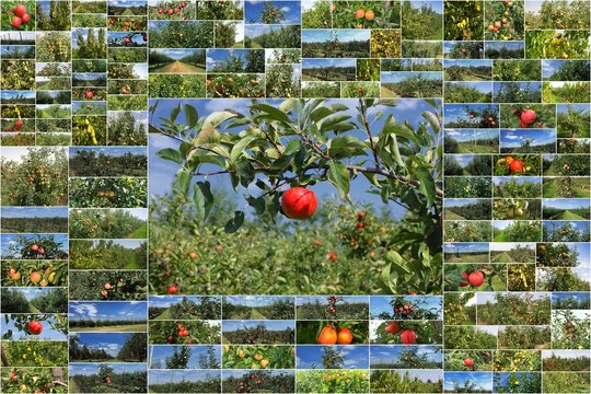 Photo Collage orchards of apples and pears