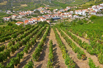landscape with bright green vine cultures in the Douro region, P