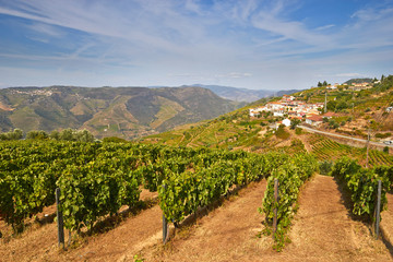 Fototapeta na wymiar vine cultures in the Douro region, Portugal