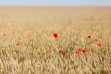poppies in a field of wheat