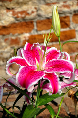 Fototapeta na wymiar Colorful Lily,Lilium,flowers for love and Wedding.