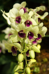 Orchid 14