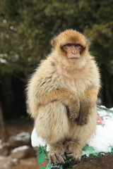 Barbary Ape