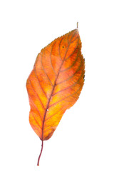 Leaves on a white background