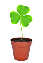Growing green clover leaf in pot