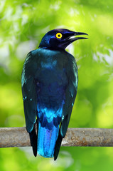 Purple Glossy Starling (lamprotornis purpureus)