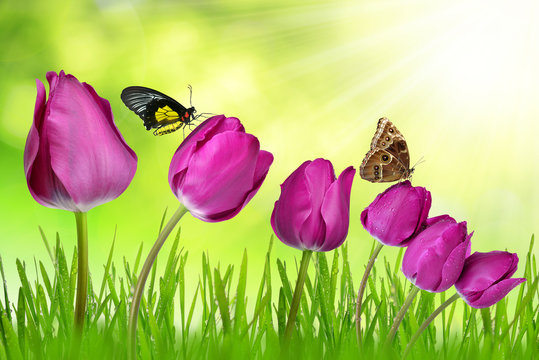 purple tulips with dewy grass and butterflies