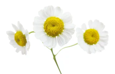 Cercles muraux Marguerites Beautiful wild flowers on light background
