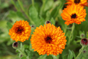 Marigold orange flowers in the garden.