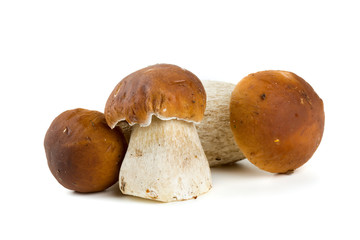 boletus mushrooms over white