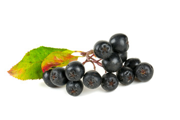 black chokeberry