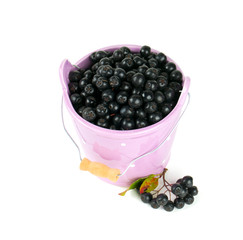 black chokeberry in a bucket