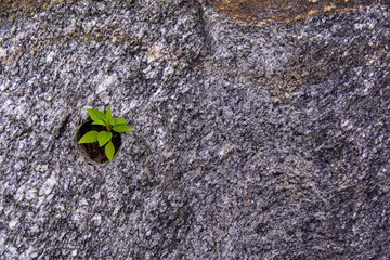 Small grass in the holes of stone textured