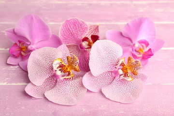 Fototapeta na wymiar Pink tropical orchid flowers on color wooden background