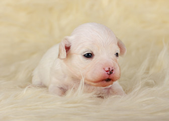 Havaneser Welpe 14 Tage alt